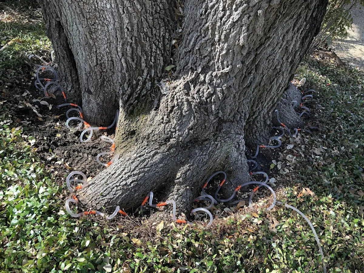 Detailed Tree Cabling and Bracing job site in Manderson