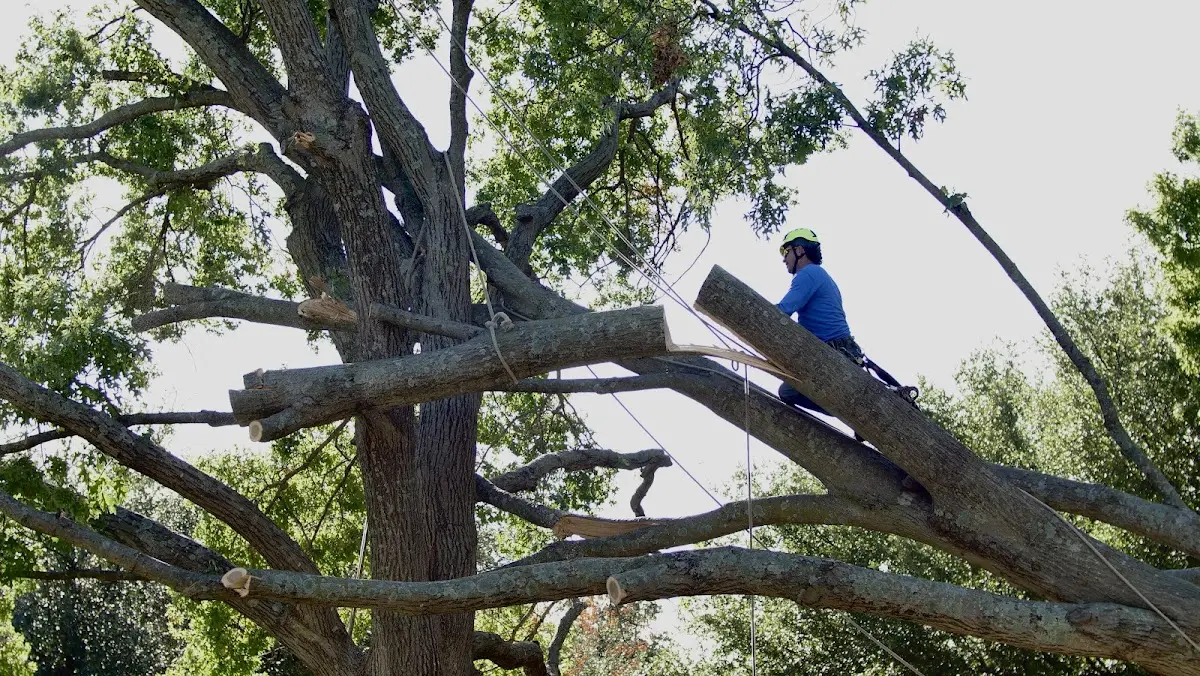 Professional Hazardous Tree Removal performed by certified arborists in Manderson